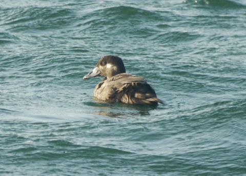 Surf Scoter