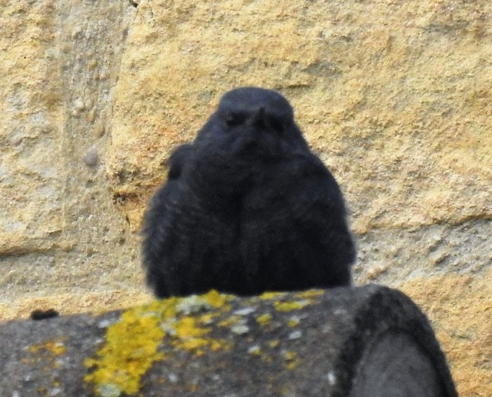 Blue Rock Thrush