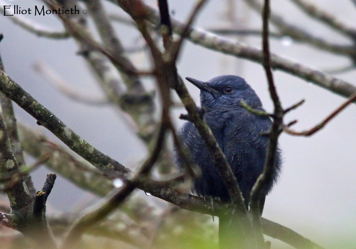 Blue Rock Thrush