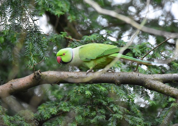 Ring-necked Parakeet