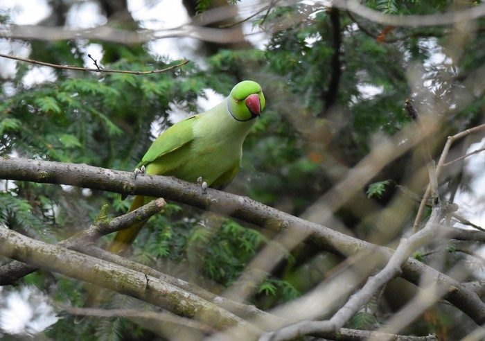Ring-necked Parakeet