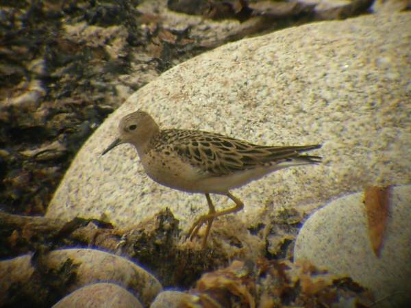Buff-breasted Sandpiper