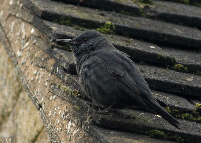 Blue Rock Thrush