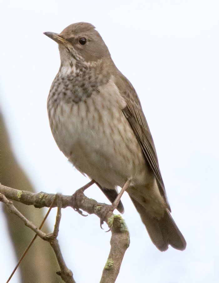 Black-throated Thrush