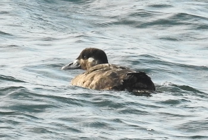 Surf Scoter
