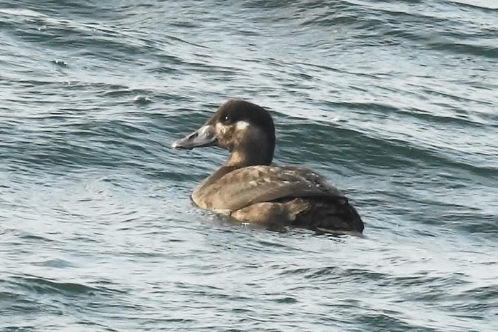 Surf Scoter