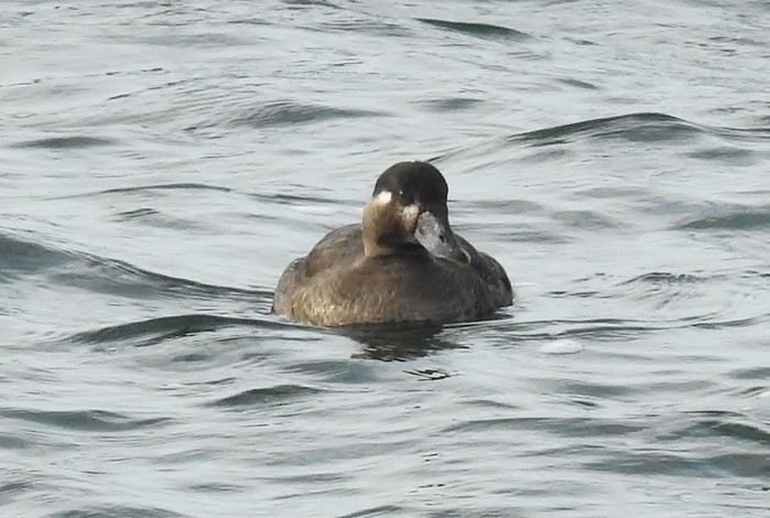 Surf Scoter