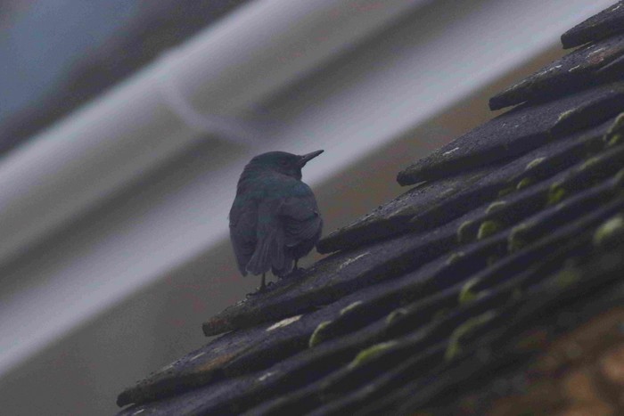 Blue Rock Thrush