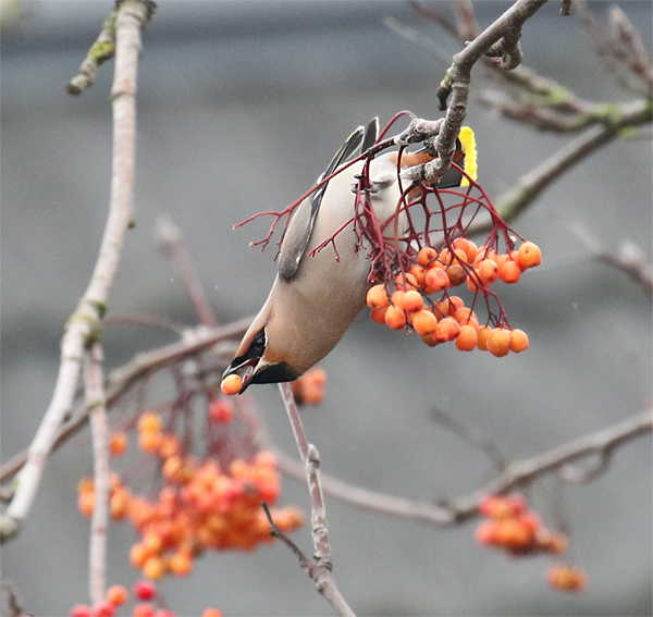 Waxwing