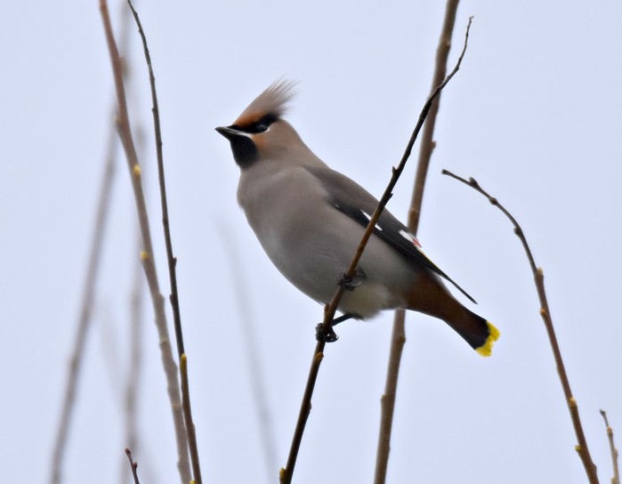 Waxwing