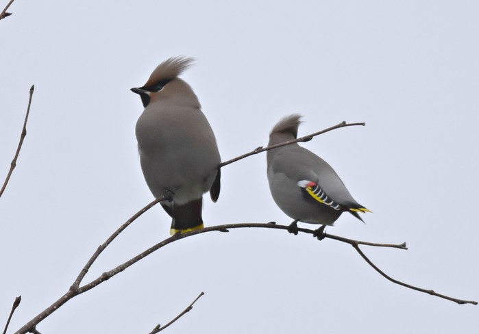 Waxwing