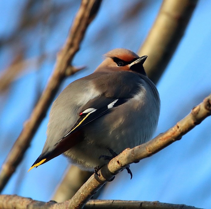 Waxwing