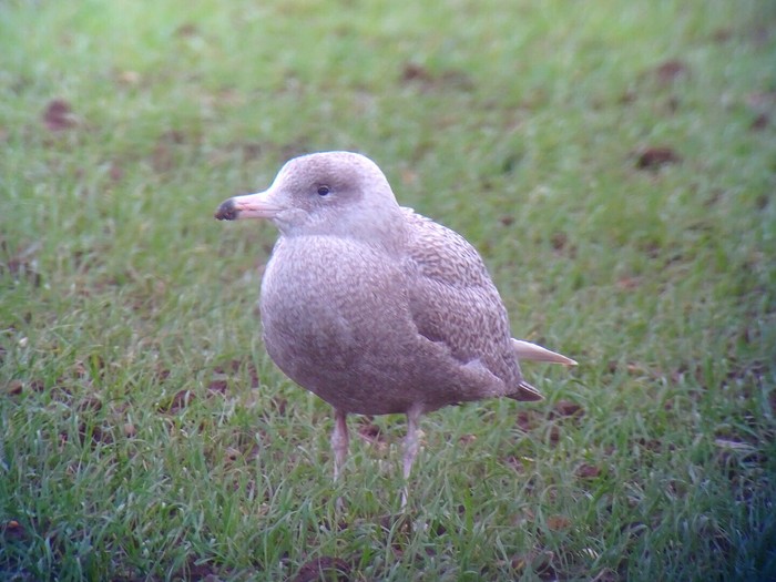 Glaucous Gull