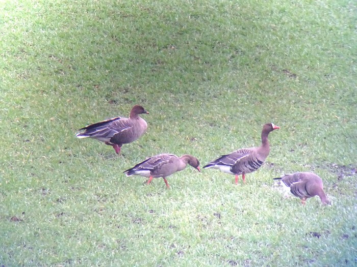 White-fronted Goose
