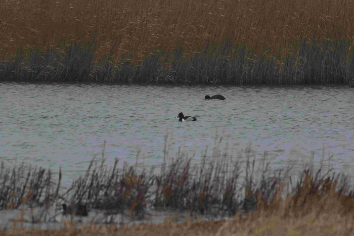 Ring-necked Duck