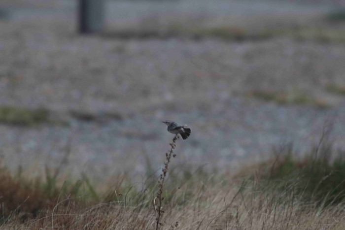 Stonechat