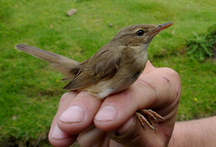 Marsh Warbler