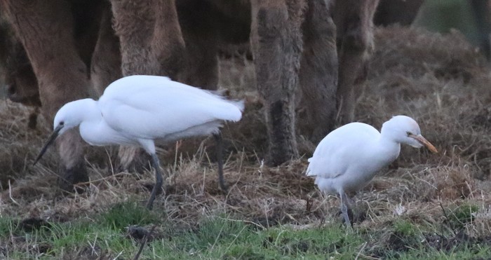 Cattle Egret