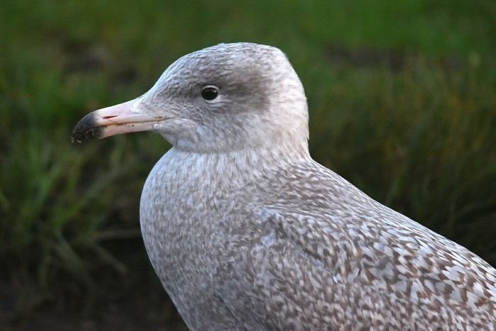 Glaucous Gull