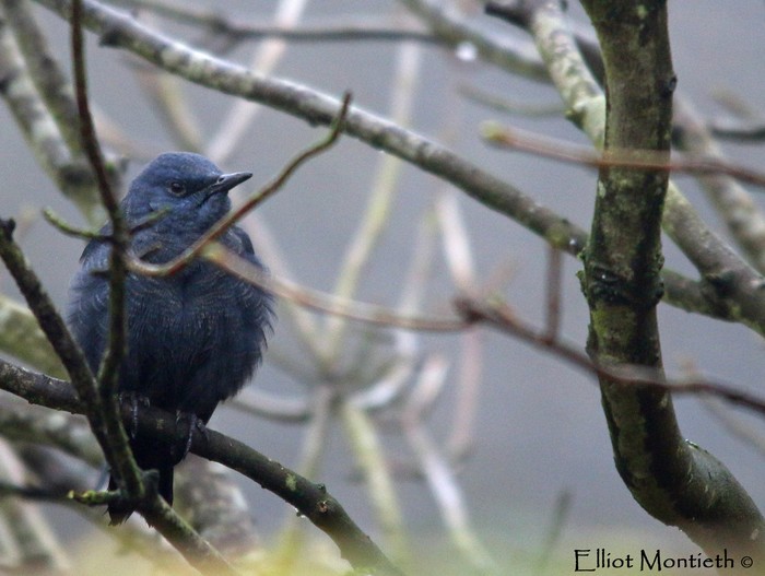Blue Rock Thrush