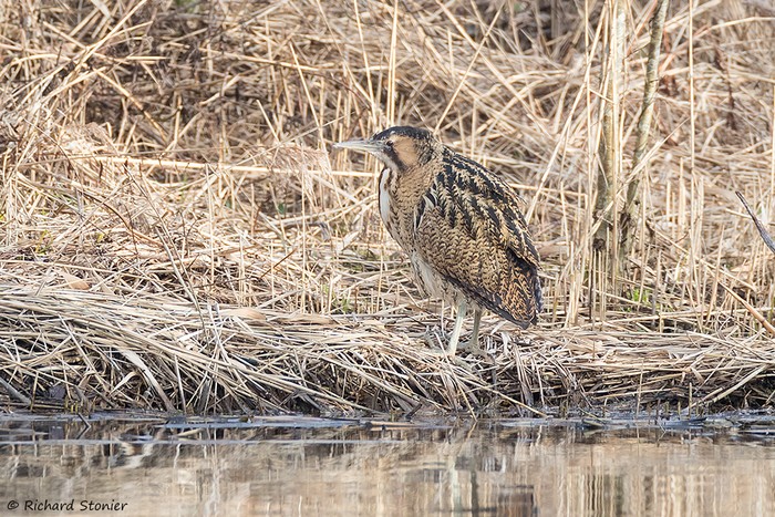 Bittern