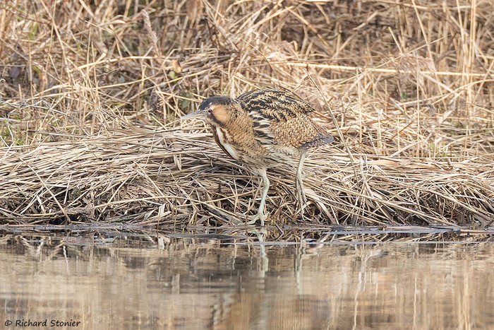 Bittern