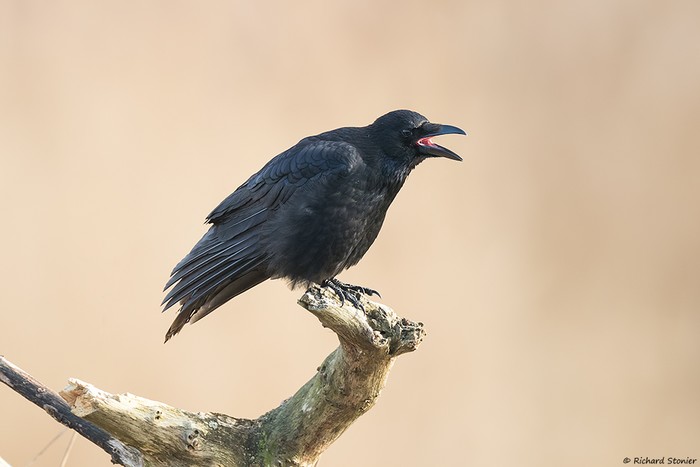 Carrion Crow