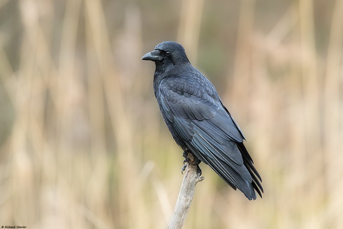 Carrion Crow