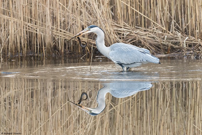Grey Heron