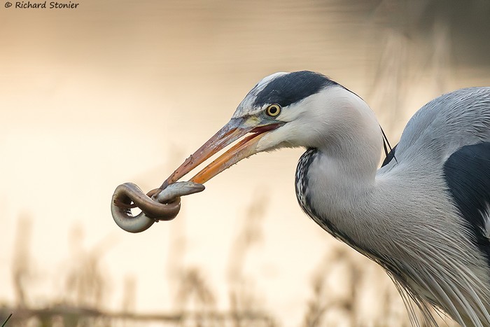 Grey Heron