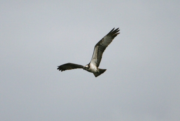 Osprey