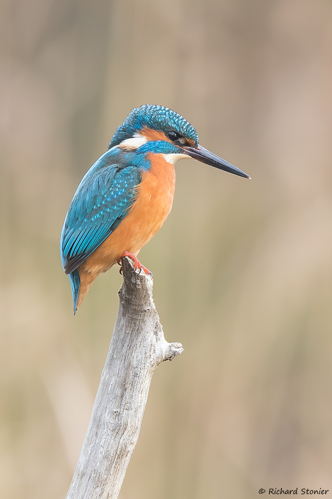 Kingfisher
