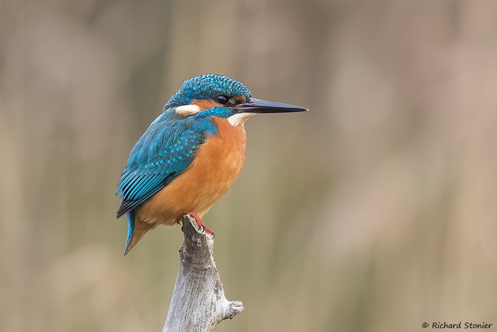Kingfisher