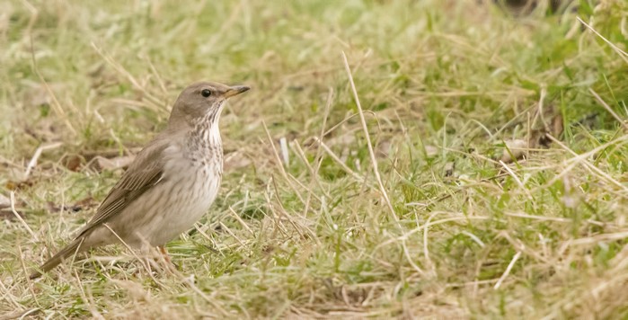 Black-throated Thrush