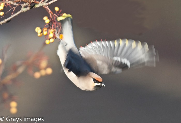 Waxwing