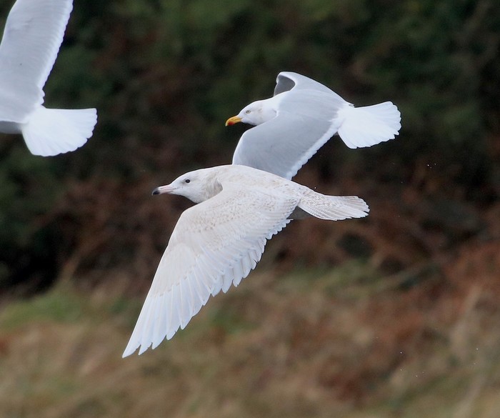 Glaucous Gull
