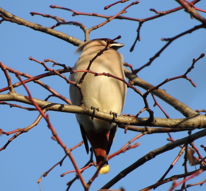 Waxwing