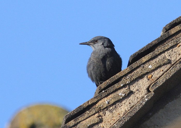 Blue Rock Thrush