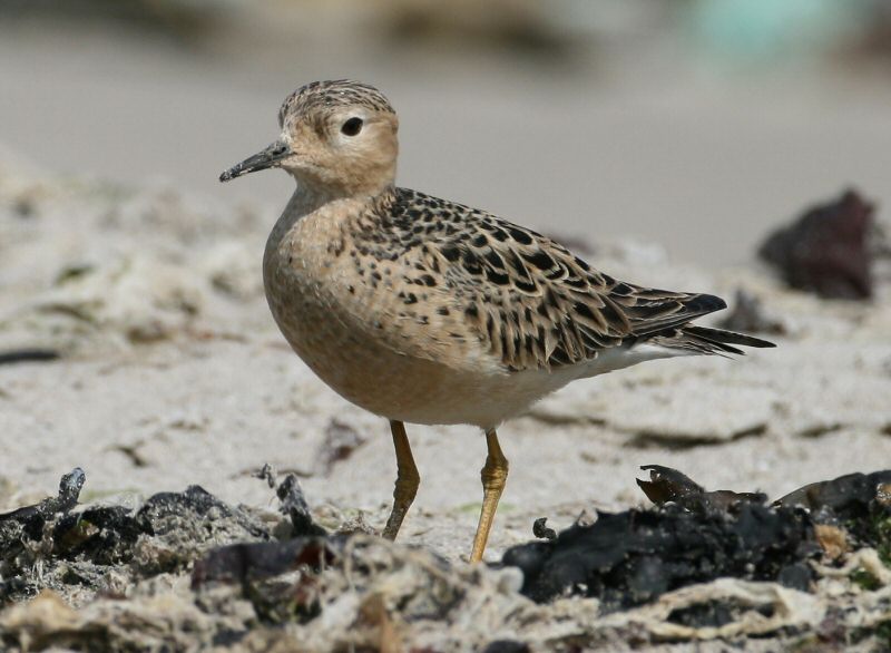 Buff-breasted Sandpiper