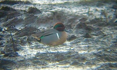 Green-winged Teal