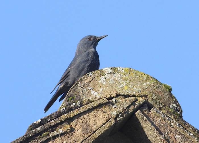 Blue Rock Thrush