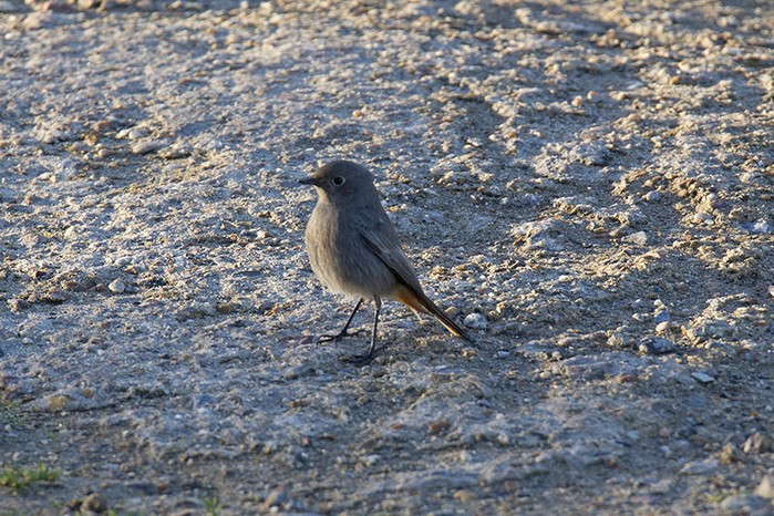 Black Redstart