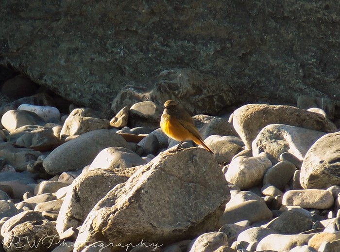 Eastern Black Redstart