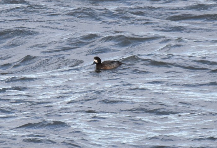 Scaup