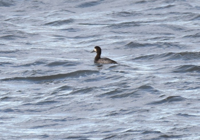 Scaup