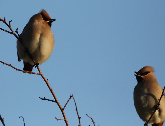 Waxwing