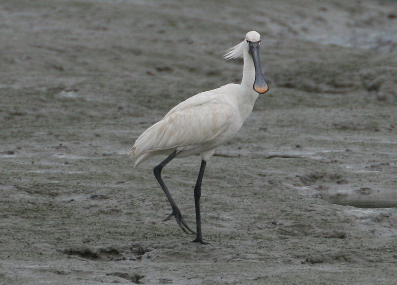 Spoonbill