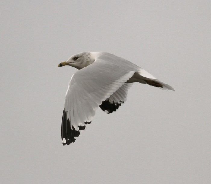 Ring-billed Gull