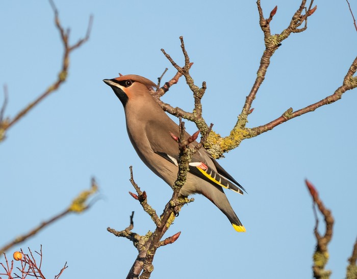 Waxwing