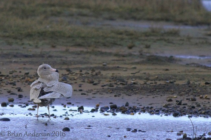 Glaucous Gull